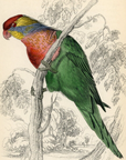 1836 Varied Lorikeet Hand-Colored Engraving Jardine Lizars - Parrots
