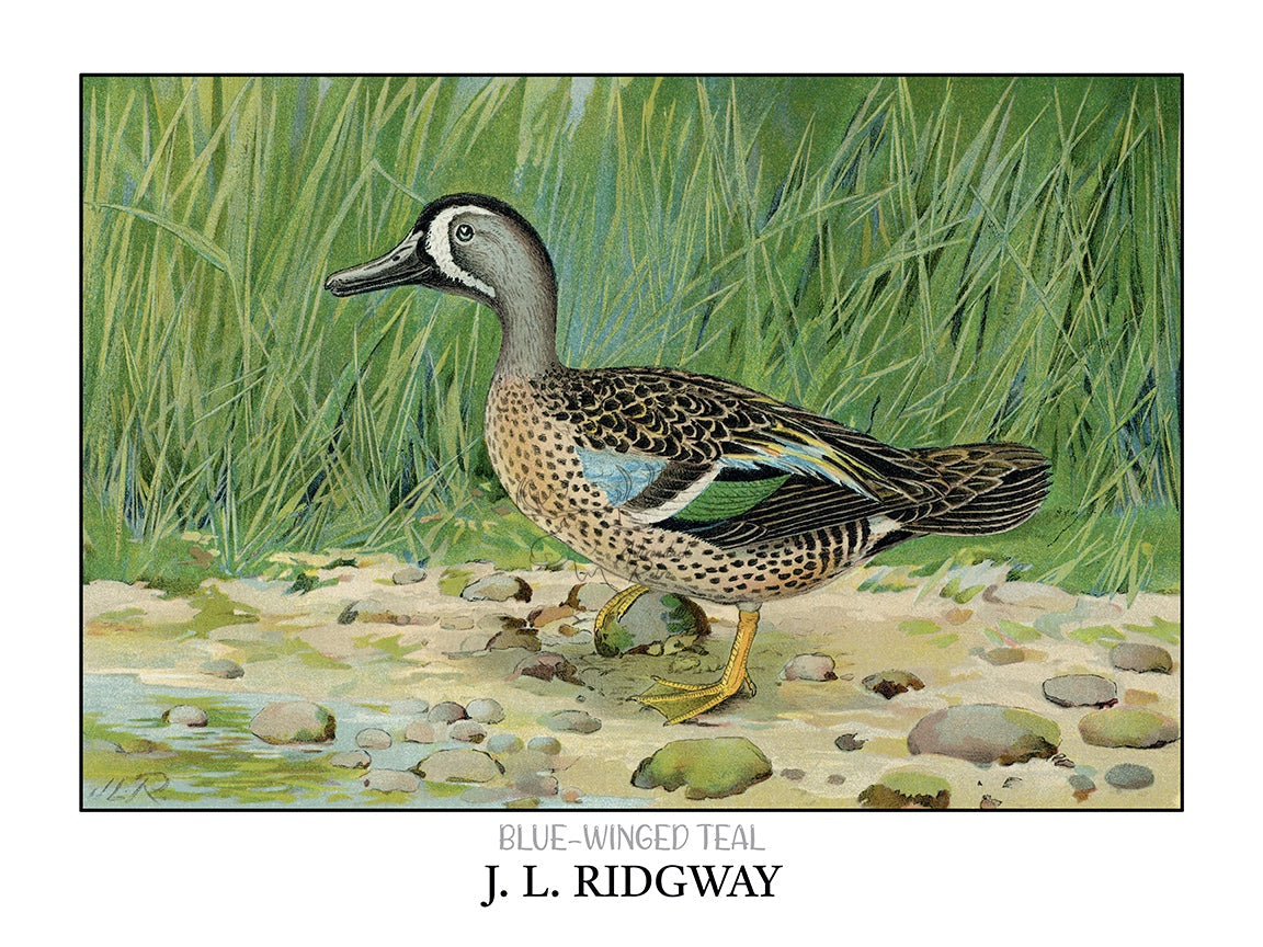 a drawing of a duck standing in the grass