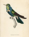 1833 Natterer's Hummingbird Hand-Colored Steel Engraving Jardine Lizars