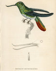 1833 Recurved Billed Hummingbird Hand-Colored Steel Engraving Jardine Lizars