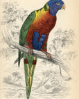 1836 Blue-Bellied Lorikeet Hand-Colored Engraving Jardine Lizars - Parrots