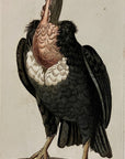 1789 Pondicherry Vulture Shaw & Nodder Hand Colored Copperplate Engraving