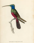 1833 Harlequin Hummingbird Hand-Colored Steel Engraving Jardine Lizars