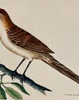 1789 Sharp-Tailed Warbler Shaw & Nodder Hand Colored Copperplate Engraving
