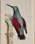 1789 Wall Creeper Shaw & Nodder Hand Colored Copper Engraving