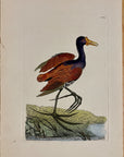 1789 Chestnut Jacana Shaw & Nodder Hand Colored Copperplate Engraving