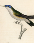 1833 Azure-Crowned Hummingbird Hand-Colored Steel Engraving Jardine Lizars