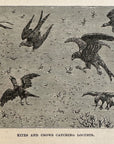 1892 Kites And Crows Catching Locusts Antique Wood Engraving