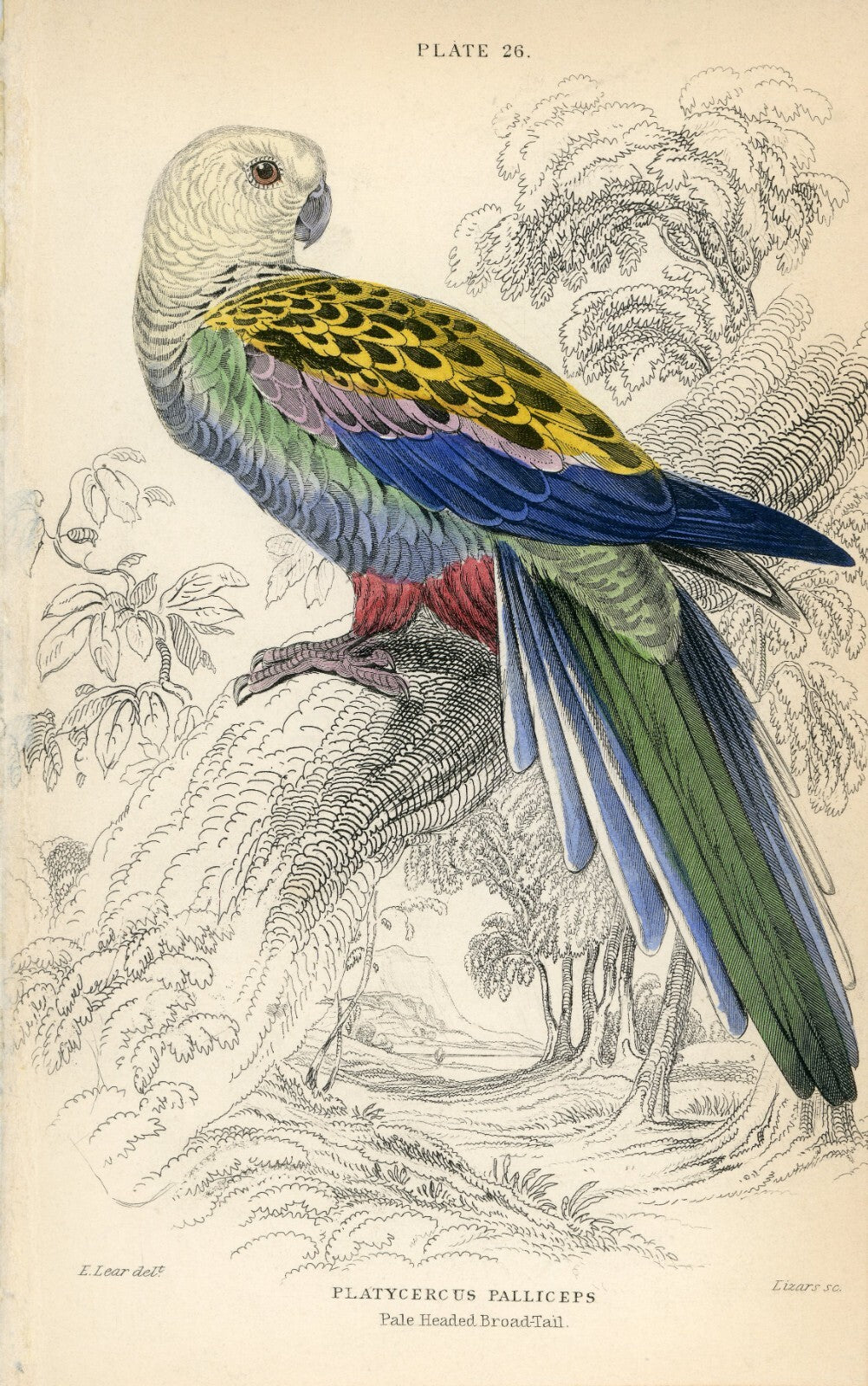 1836 Pale-Headed Broad-Tail Hand-Colored Engraving Jardine Lizars - Parrots