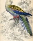 1836 Pale-Headed Broad-Tail Hand-Colored Engraving Jardine Lizars - Parrots