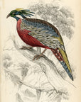 1834 Pucras Pheasant Hand-Colored Steel Engraving Jardine Lizars