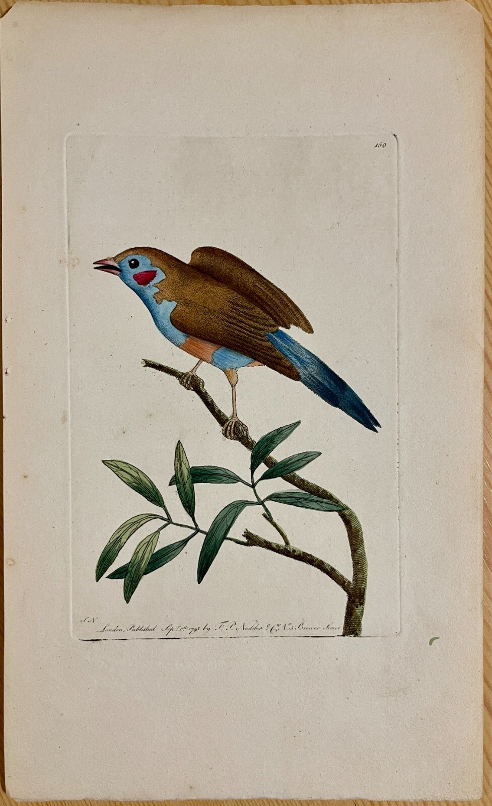 1789 Blue-Bellied Finch Shaw & Nodder Hand Colored Copperplate Engraving