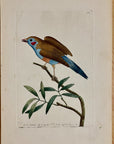 1789 Blue-Bellied Finch Shaw & Nodder Hand Colored Copperplate Engraving