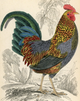 1834 Sonnerat's Wild Cock (Male) Hand-Colored Steel Engraving Jardine Lizars