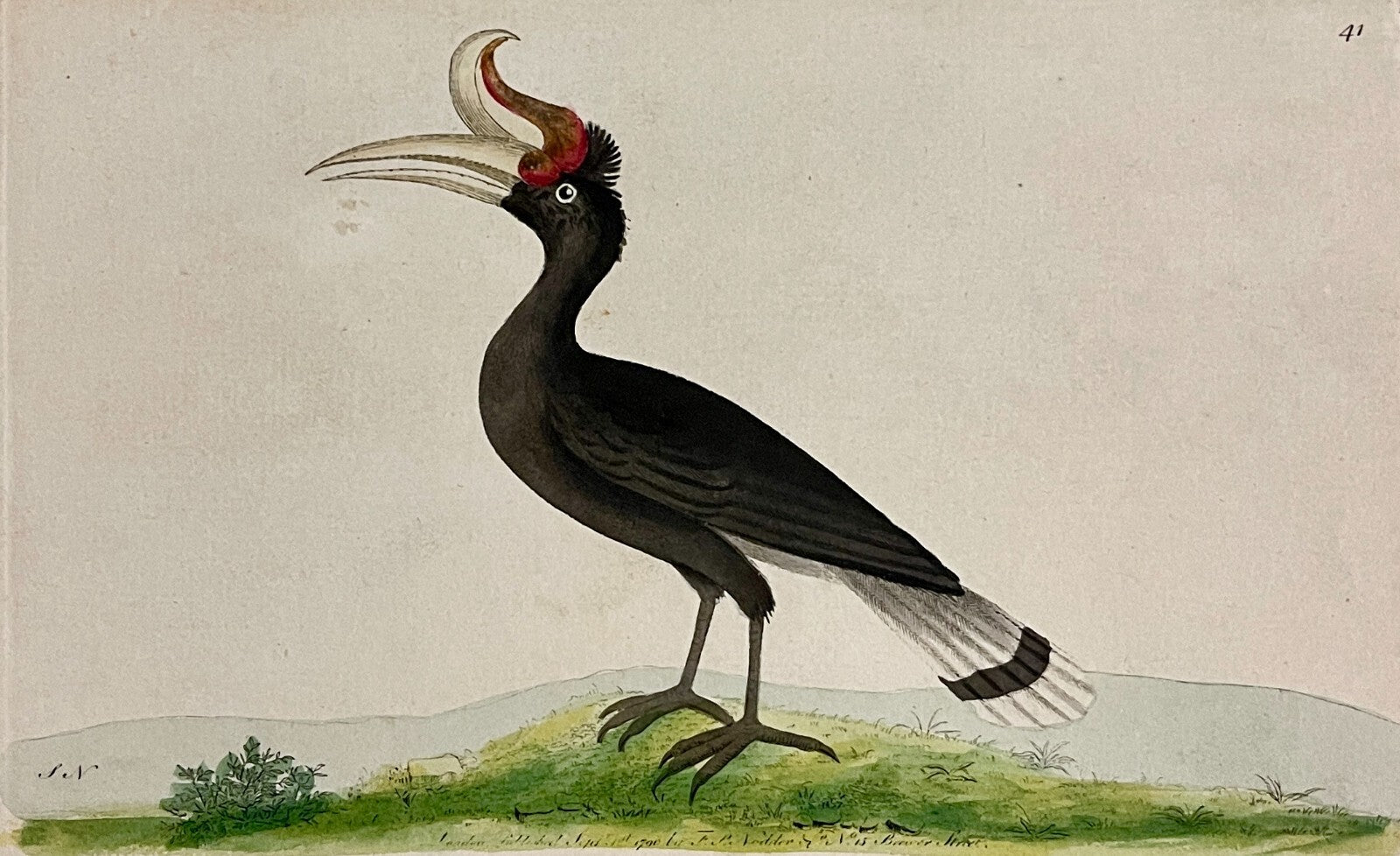 1789 Great Hornbill Shaw & Nodder Hand Colored Copperplate Engraving