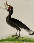 1789 Great Hornbill Shaw & Nodder Hand Colored Copperplate Engraving