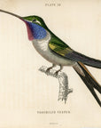 1833 The Evening Hummingbird Hand-Colored Steel Engraving Jardine Lizars