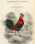 1834 Red Junglefowl Hand-Colored Frontispiece Jardine Lizars Ornithilogy Vol. 3