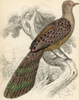 1834 The Thibetian Polyplectron Hand-Colored Steel Engraving Jardine Lizars