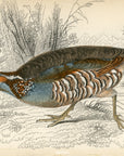 1834 Barbary Partridge Hand-Colored Steel Engraving Jardine Lizars - Game Birds