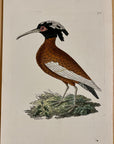 1789 Crested Ibis Shaw & Nodder Hand Colored Copperplate Engraving