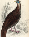 1834 The Macartney Cock (Female) Hand-Colored Steel Engraving Jardine Lizars