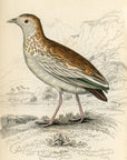 1834 White Spotted Ortygis Hand-Colored Engraving Jardine Lizars - Game Birds