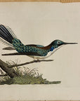 1789 Violet-Eared Hummingbird Shaw & Nodder Hand Colored Copperplate Engraving