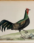 1789 Variegated Pheasant Shaw & Nodder Hand Colored Copper Engraving