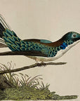 1789 Violet-Eared Hummingbird Shaw & Nodder Hand Colored Copperplate Engraving
