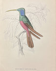 1833 Harlequin Hummingbird Hand-Colored Steel Engraving Jardine Lizars Plate 31