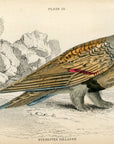 1834 Sand Grouse Hand-Colored Engraving Jardine Lizars - Game Birds