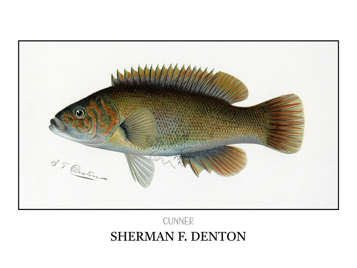 a drawing of a fish on a white background
