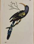 1789 Red-Billed Hoopoe Shaw & Nodder Hand Colored Copperplate Engraving