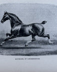 1892 Matchless, Of Londensborough Horse Antique Wood Engraving