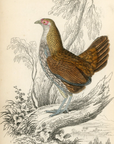 1834 Sonnerat's Wild Cock (Female) Hand-Colored Steel Engraving Jardine Lizars