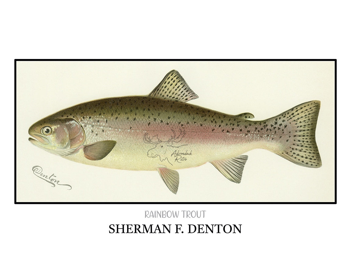 a drawing of a fish with a white background