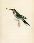 1833 Amethystine Hummingbird Hand-Colored Engraving Jardine Lizars