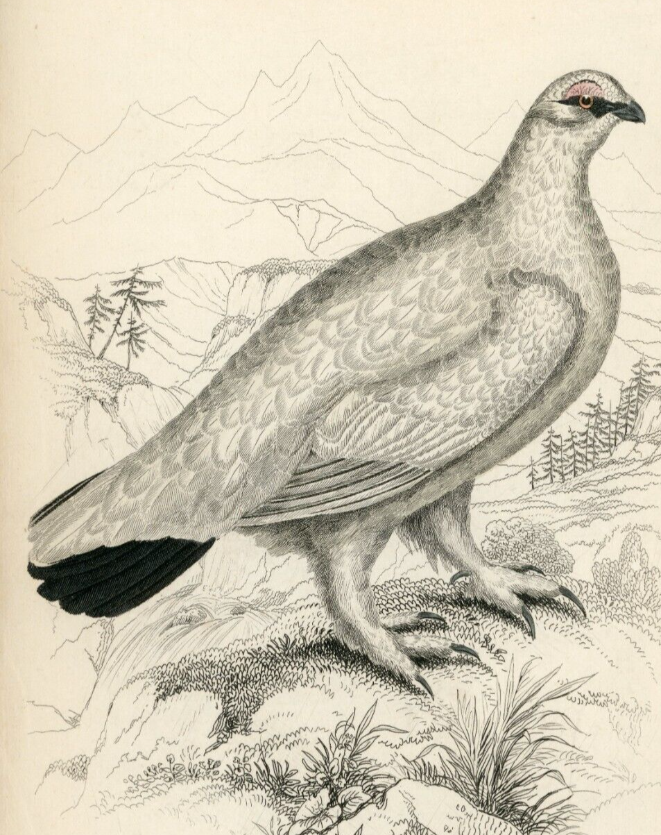 1834 Rock Ptarmigan (Winter) Hand-Colored Engraving Jardine Lizars - Game Birds