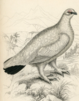 1834 Rock Ptarmigan (Winter) Hand-Colored Engraving Jardine Lizars - Game Birds