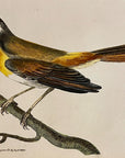 1789 Rufous-Breasted Warbler Shaw & Nodder Hand Colored Copperplate Engraving