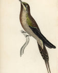 1833 The Supercilious Hummingbird Hand-Colored Engraving Jardine Lizars