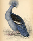 1835 Crowned Goura Pigeon Hand-Colored Engraving Jardine Lizars - Pigeons