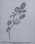 1892 Yellow. Or Hop, Clover (Trifolium Agarium) Flower Antique Wood Engraving