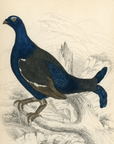 1834 Black Grouse (Male) Hand-Colored Engraving Jardine Lizars - Game Birds