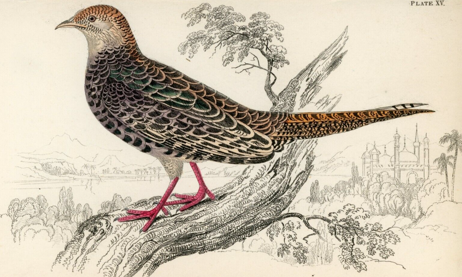 1834 Diard's Pheasant (Female) Hand-Colored Steel Engraving Jardine Lizars