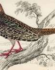 1834 Diard's Pheasant (Female) Hand-Colored Steel Engraving Jardine Lizars