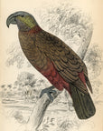 1836 Southern Nestor Hand-Colored Engraving Jardine Lizars - Parrots