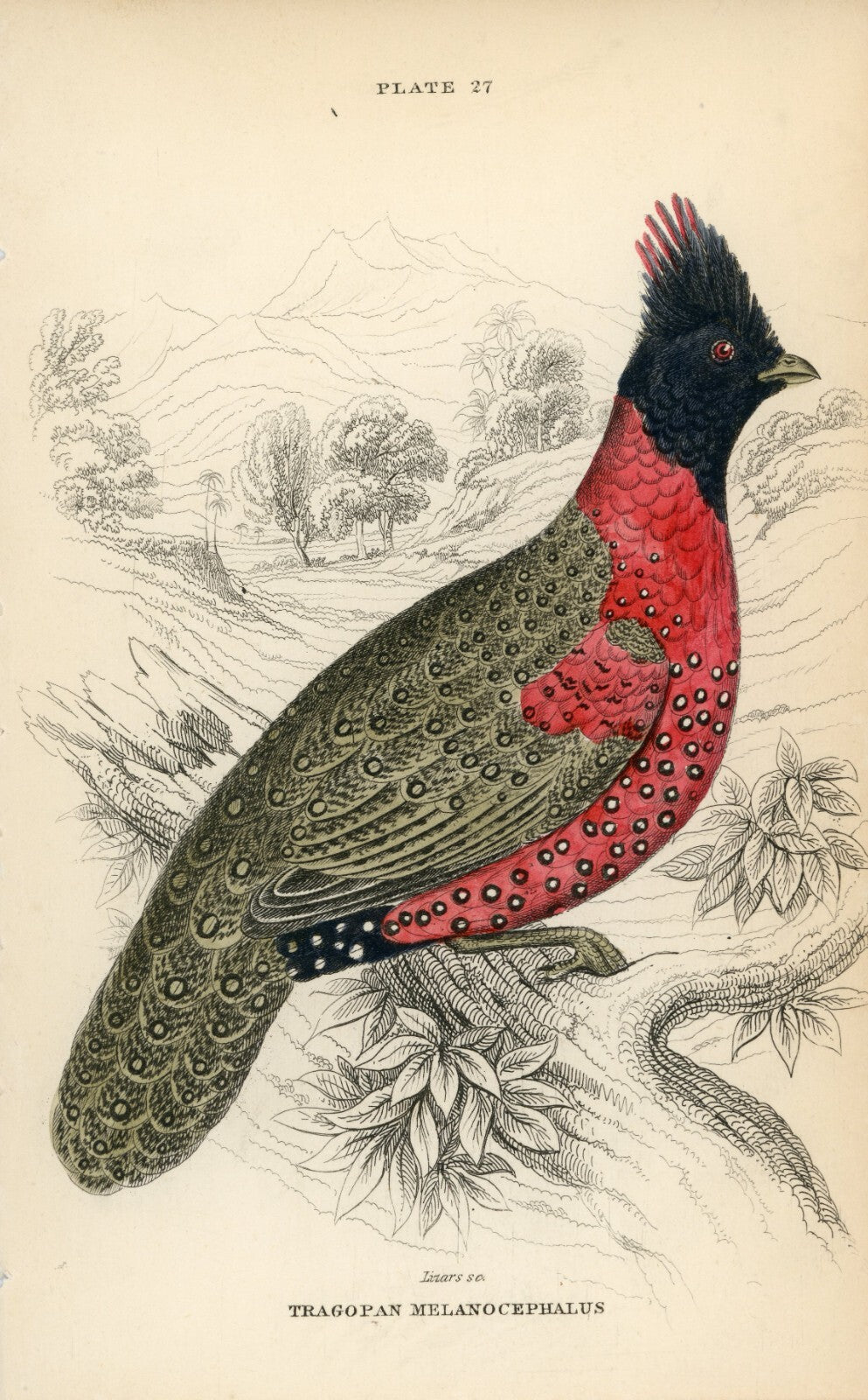 1834 Black-Headed Tragopan Hand-Colored Steel Engraving Jardine Lizars