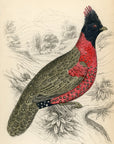 1834 Black-Headed Tragopan Hand-Colored Steel Engraving Jardine Lizars